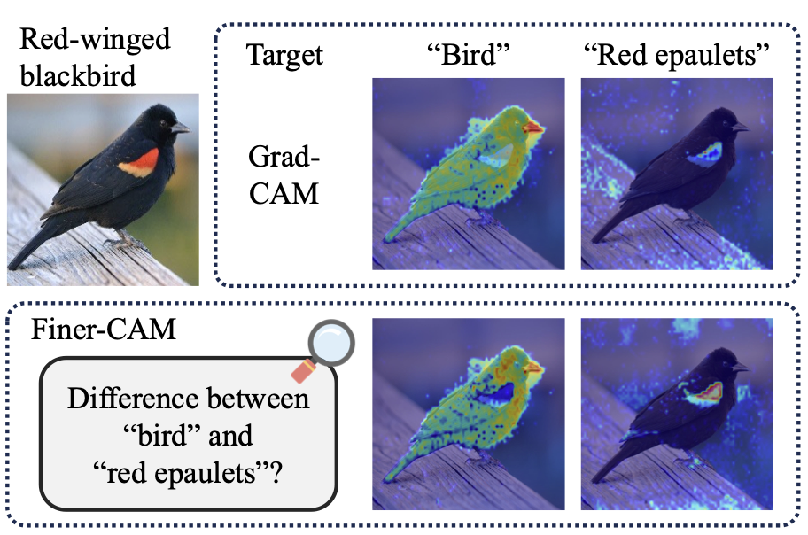 Finer-CAM representative figure